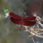 Libelle aus dem Tropischen Regenwald von Börneo