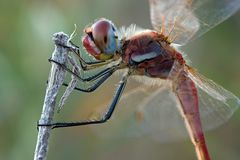 Libelle aus dem Urlaub