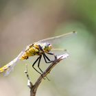 Libelle aus der Camargue....