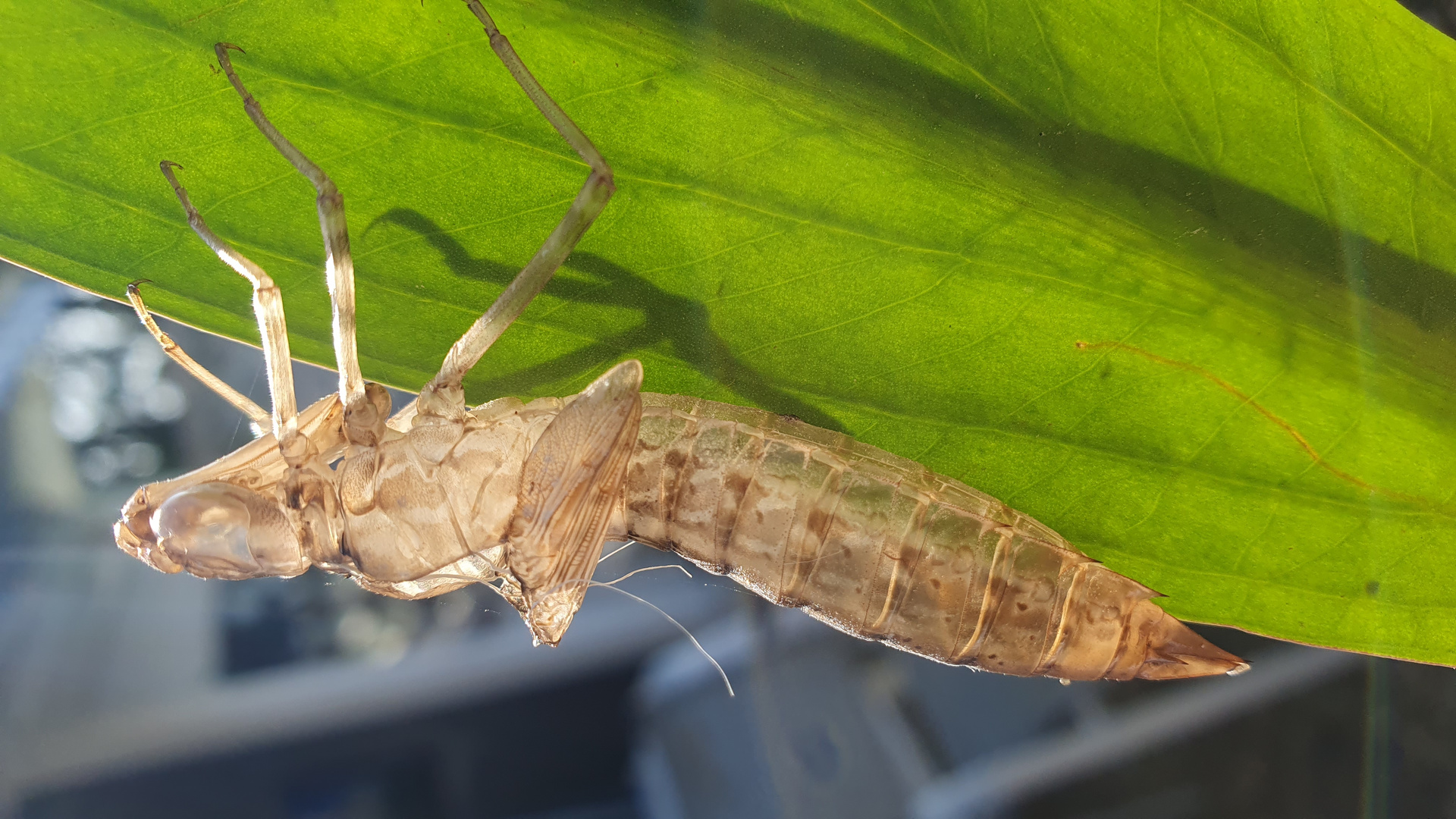 Libelle aus der Haut gefahren