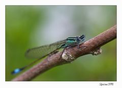 Libelle aus der Nähe