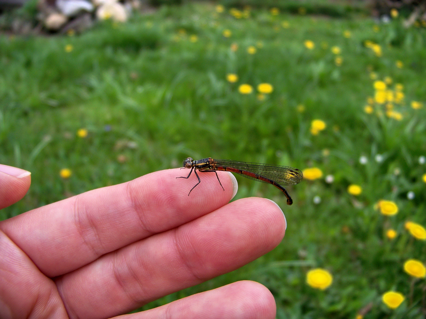 Libelle aus eigener Zucht