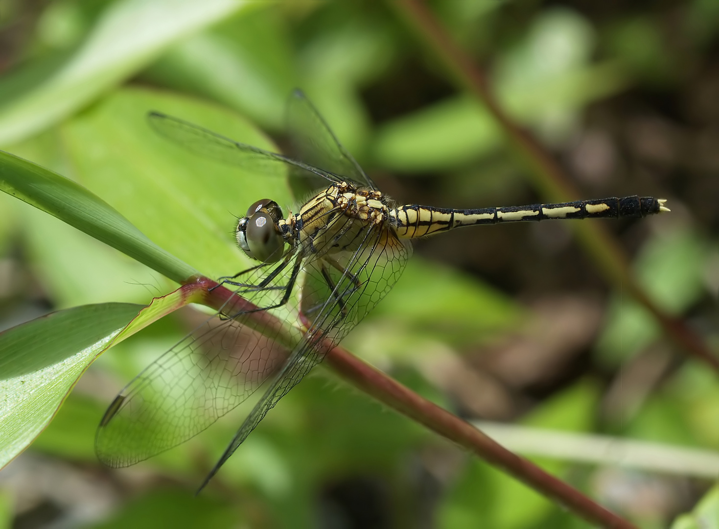 Libelle aus Sulawesi