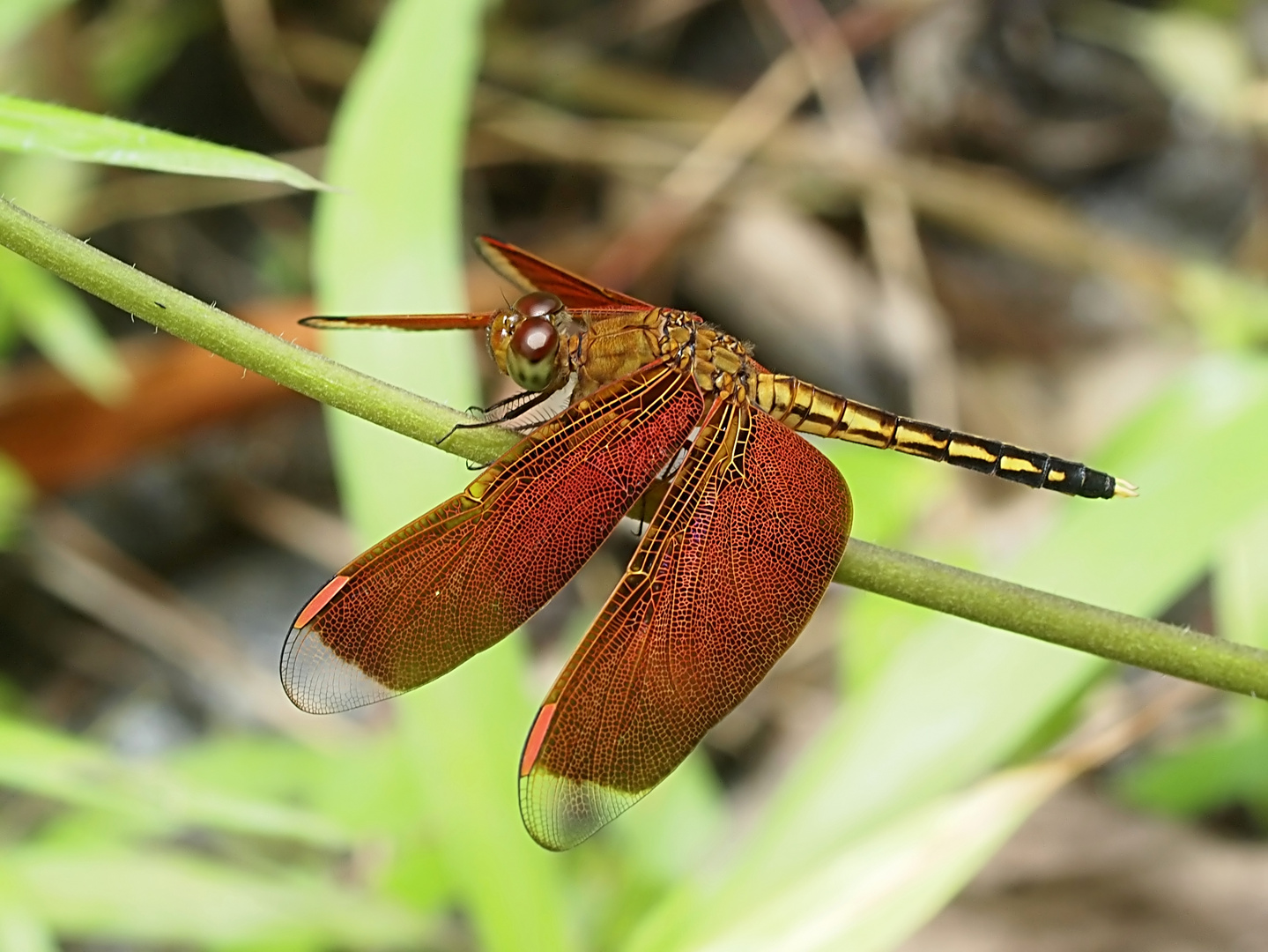 Libelle aus Sulawesi