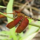 Libelle aus Sulawesi