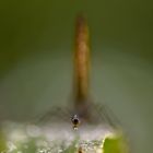 Libelle - aus ungewohnter Sicht