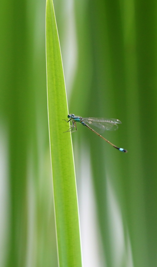 Libelle - Azurjungfer