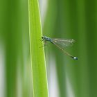 Libelle - Azurjungfer