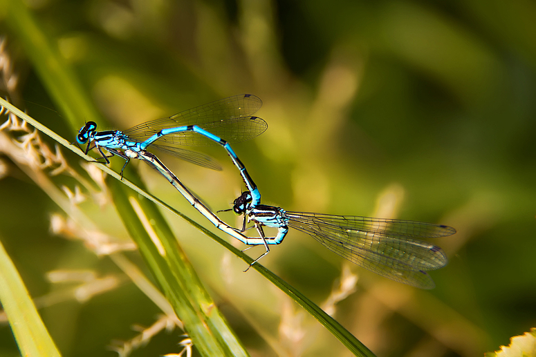 Libelle Azurjungfer