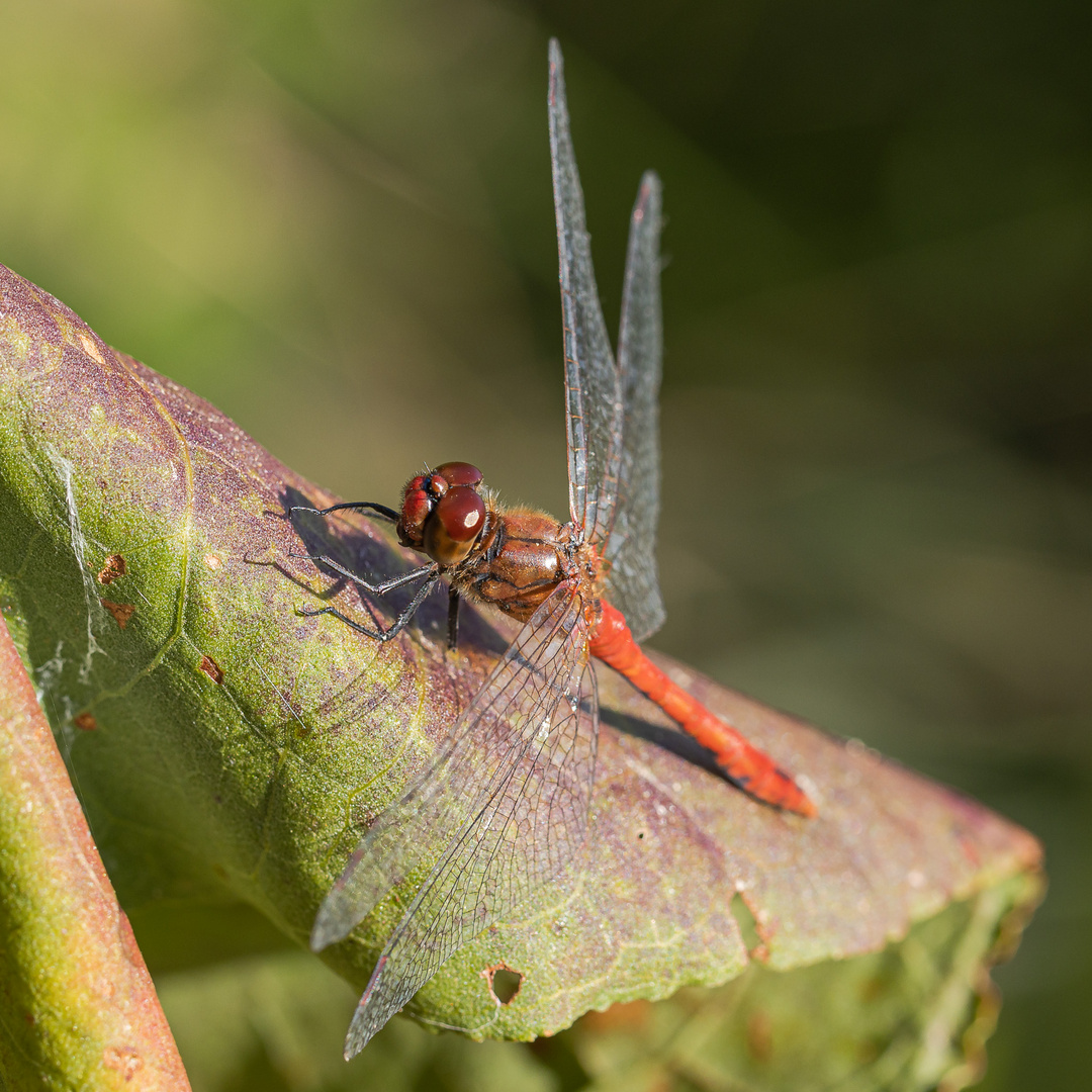 Libelle