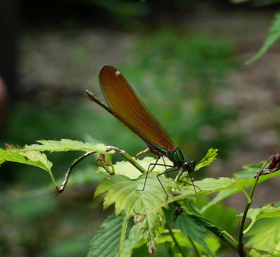 Libelle