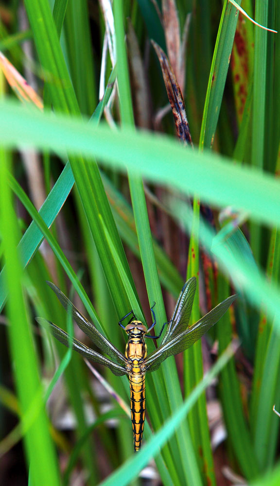 Libelle...