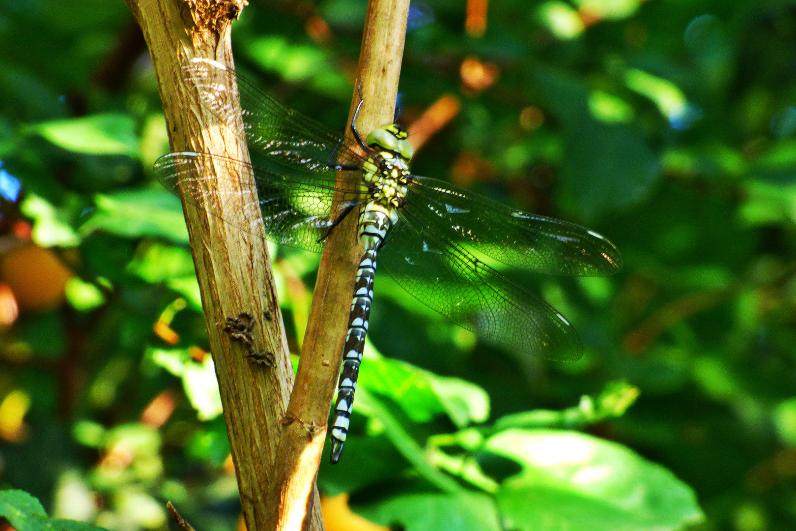 Libelle