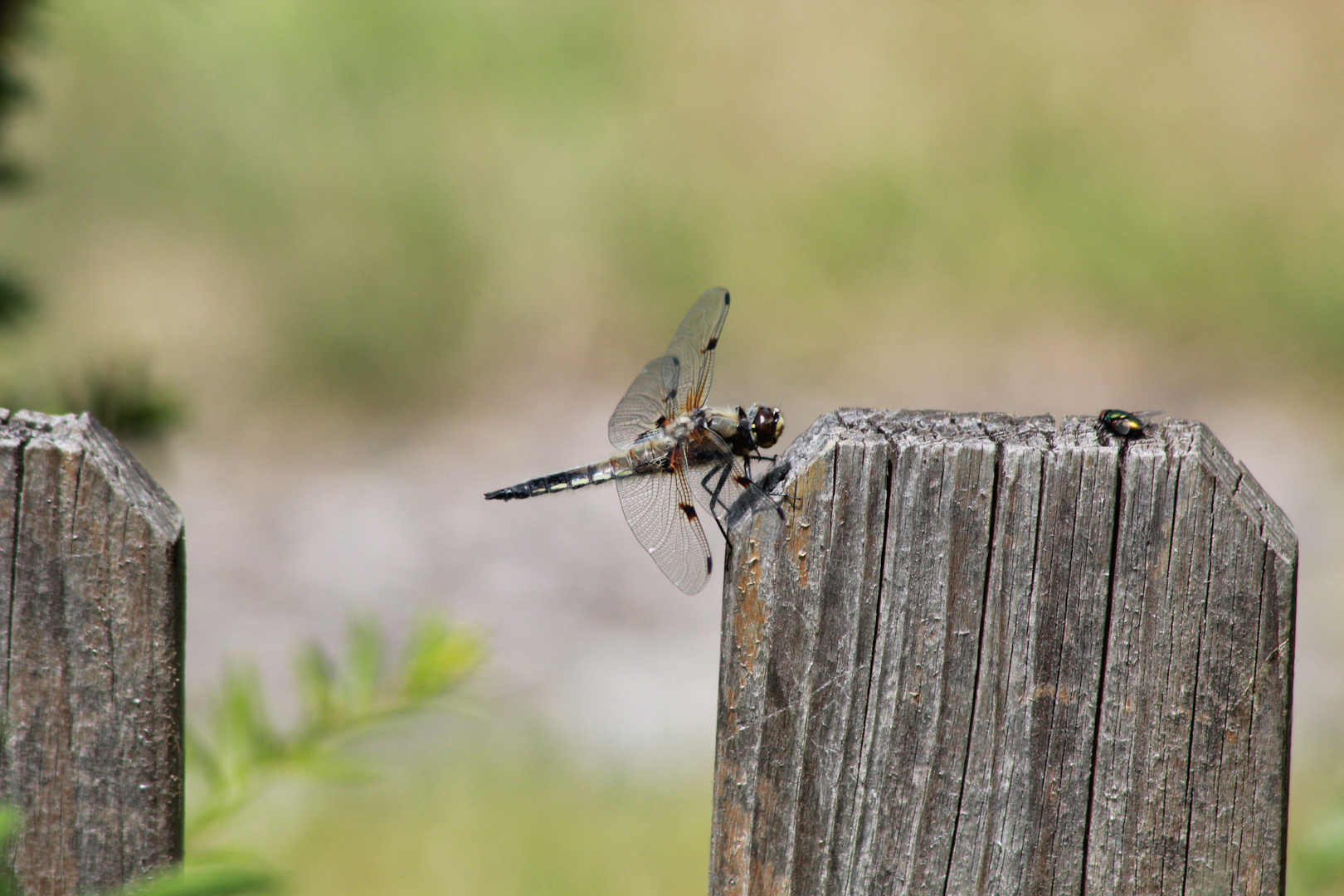 Libelle