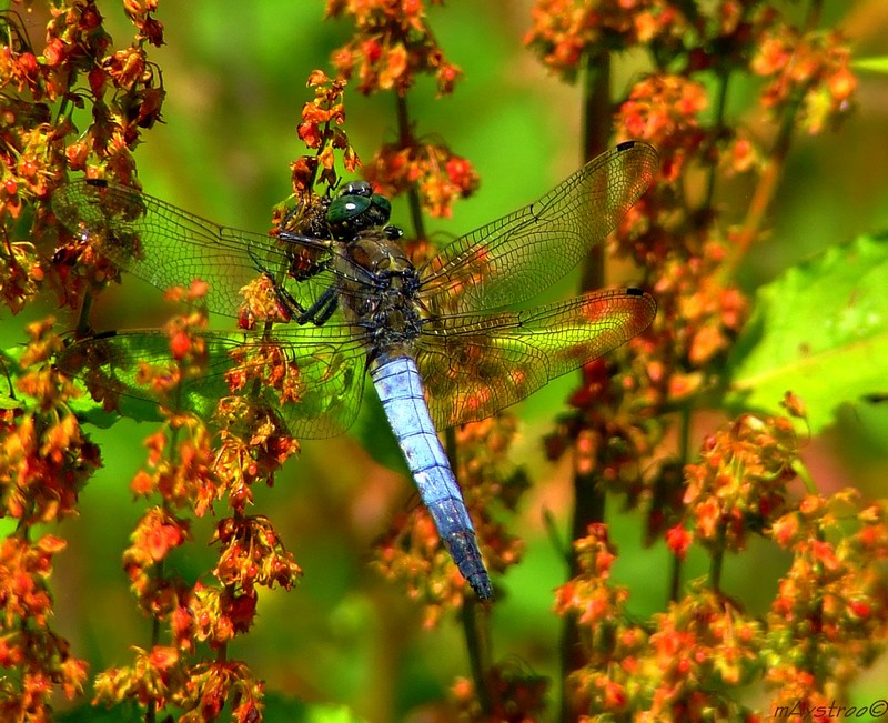 libelle