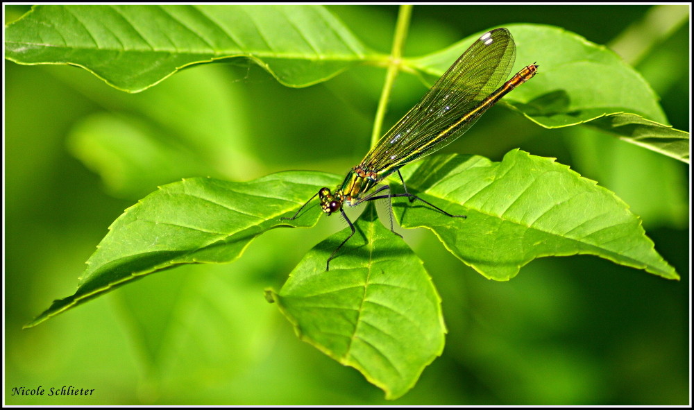 Libelle