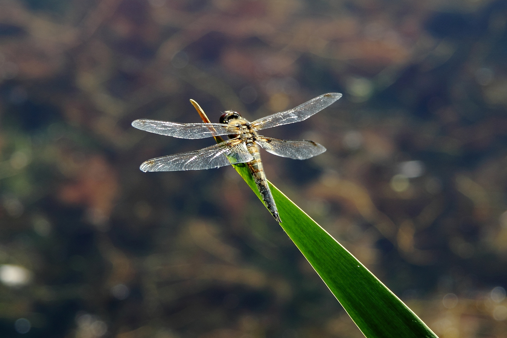 Libelle