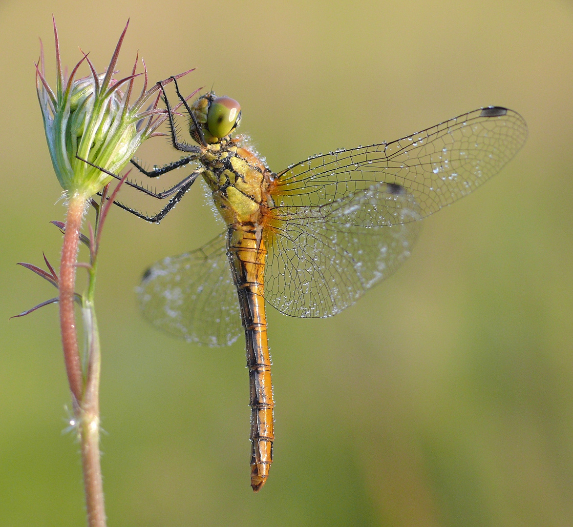 Libelle...