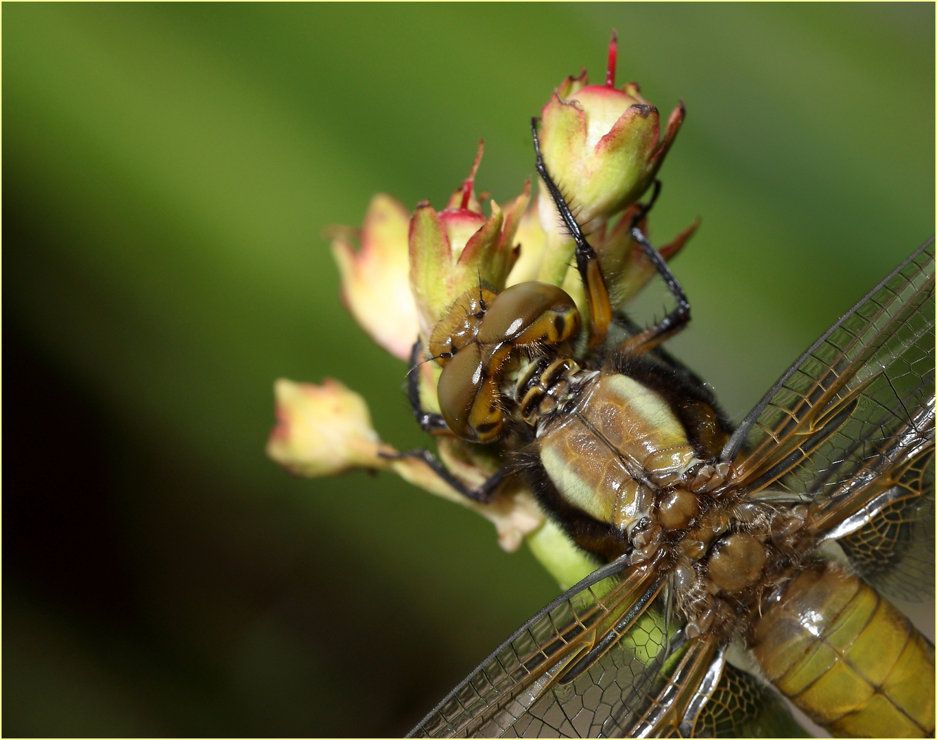 Libelle