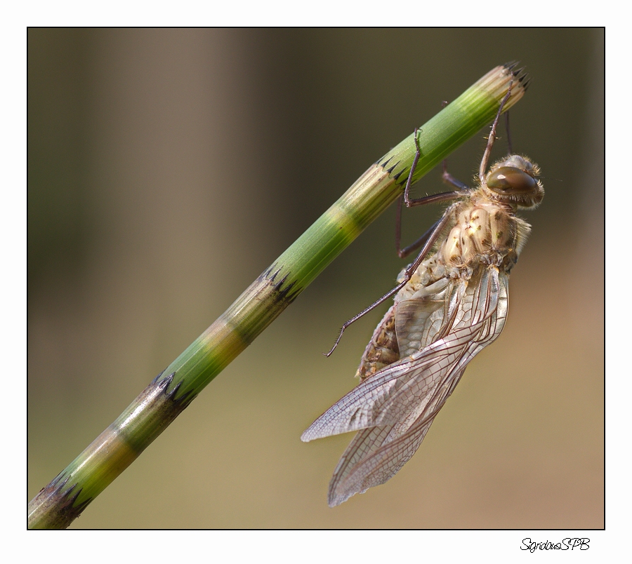 Libelle....