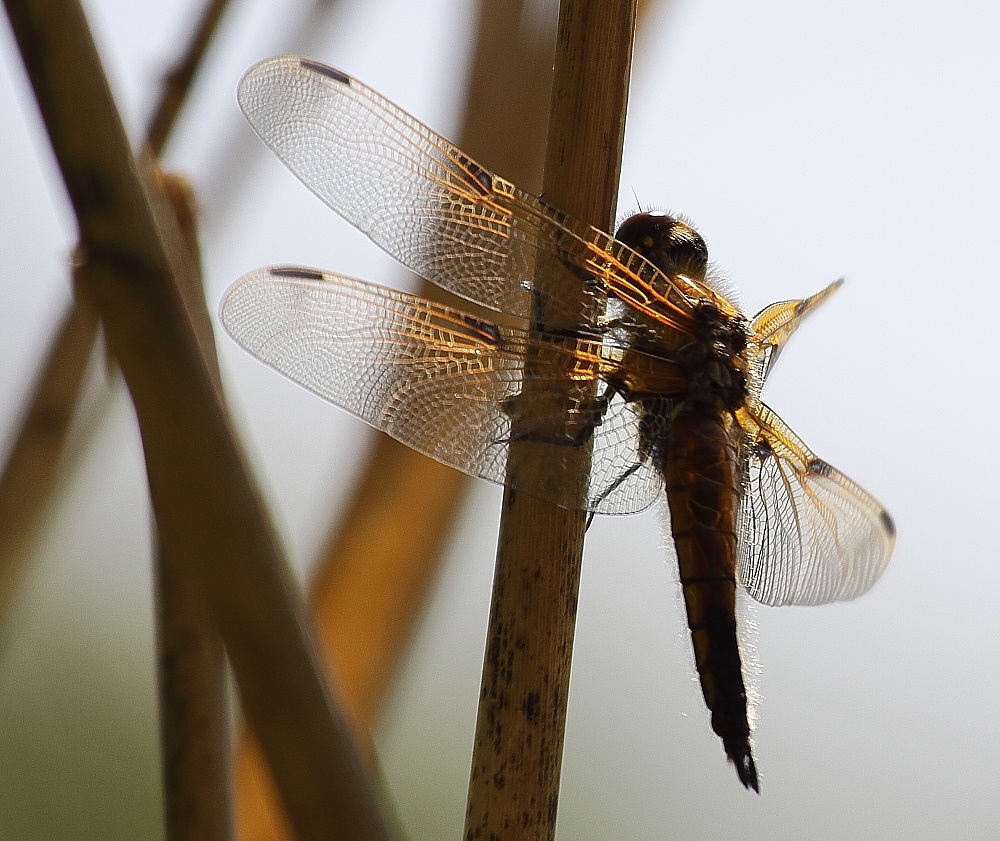 Libelle