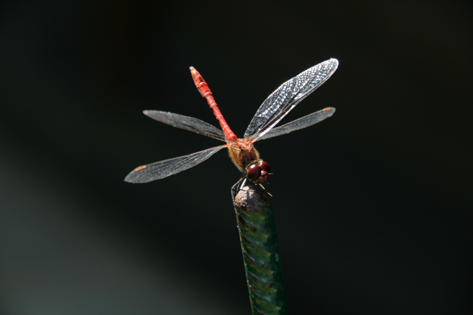 Libelle