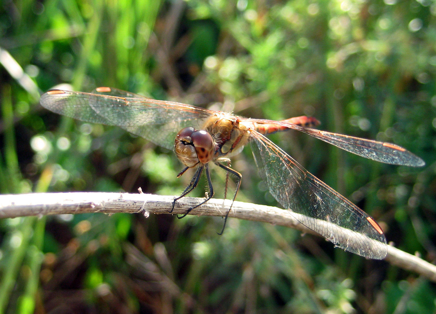 Libelle