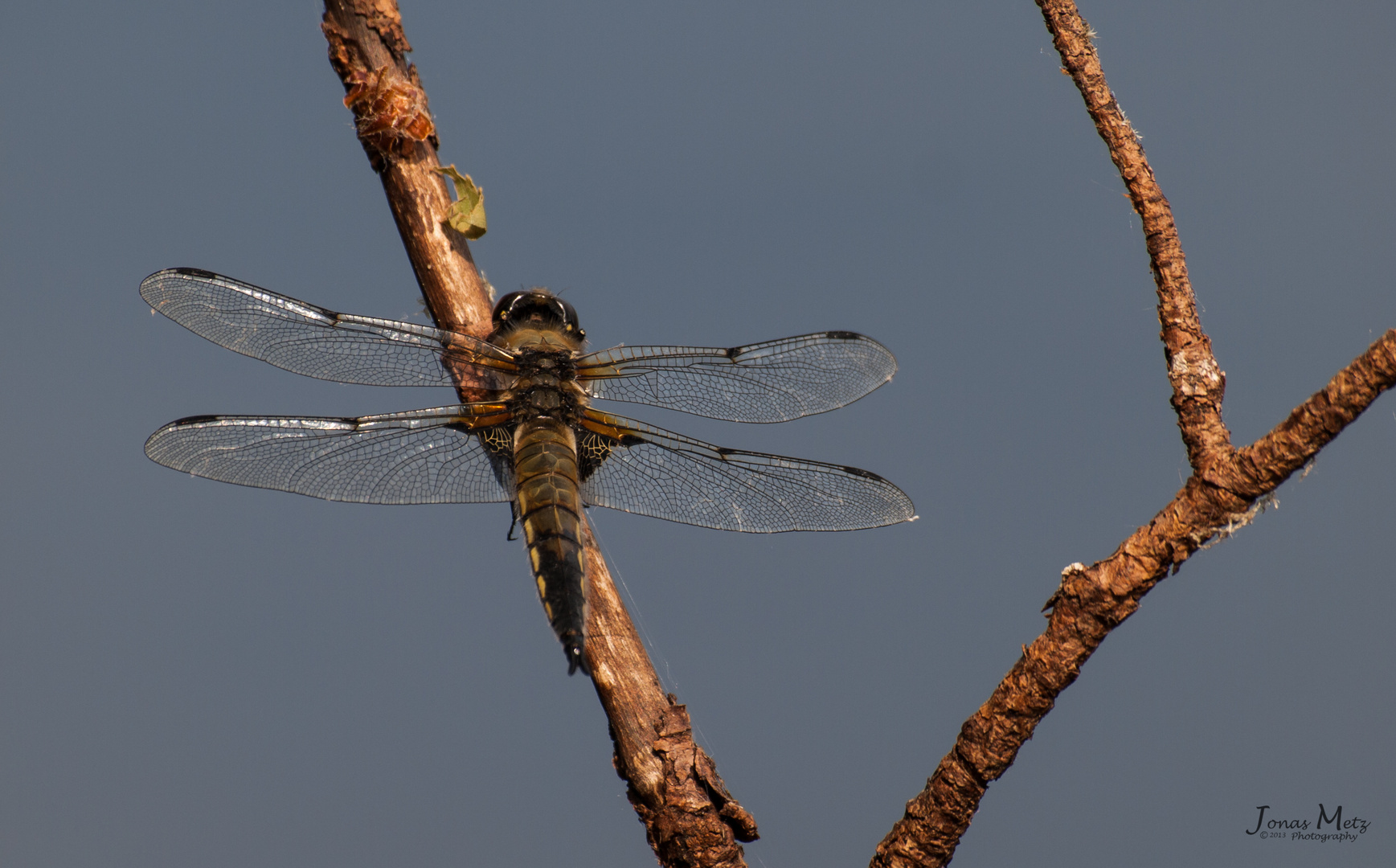 Libelle