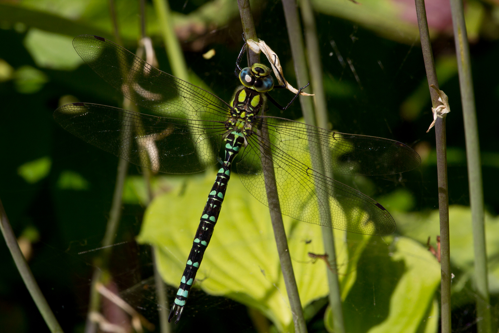 Libelle ...