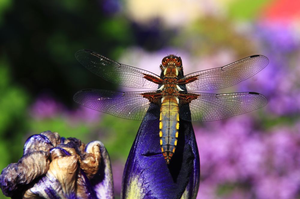 Libelle