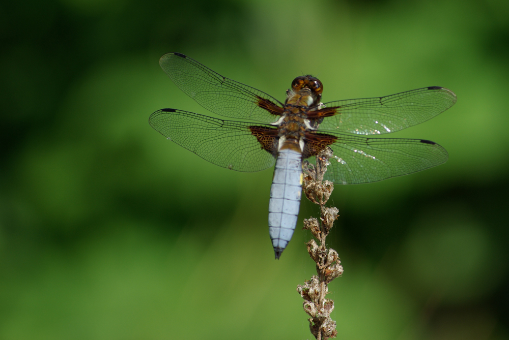 Libelle