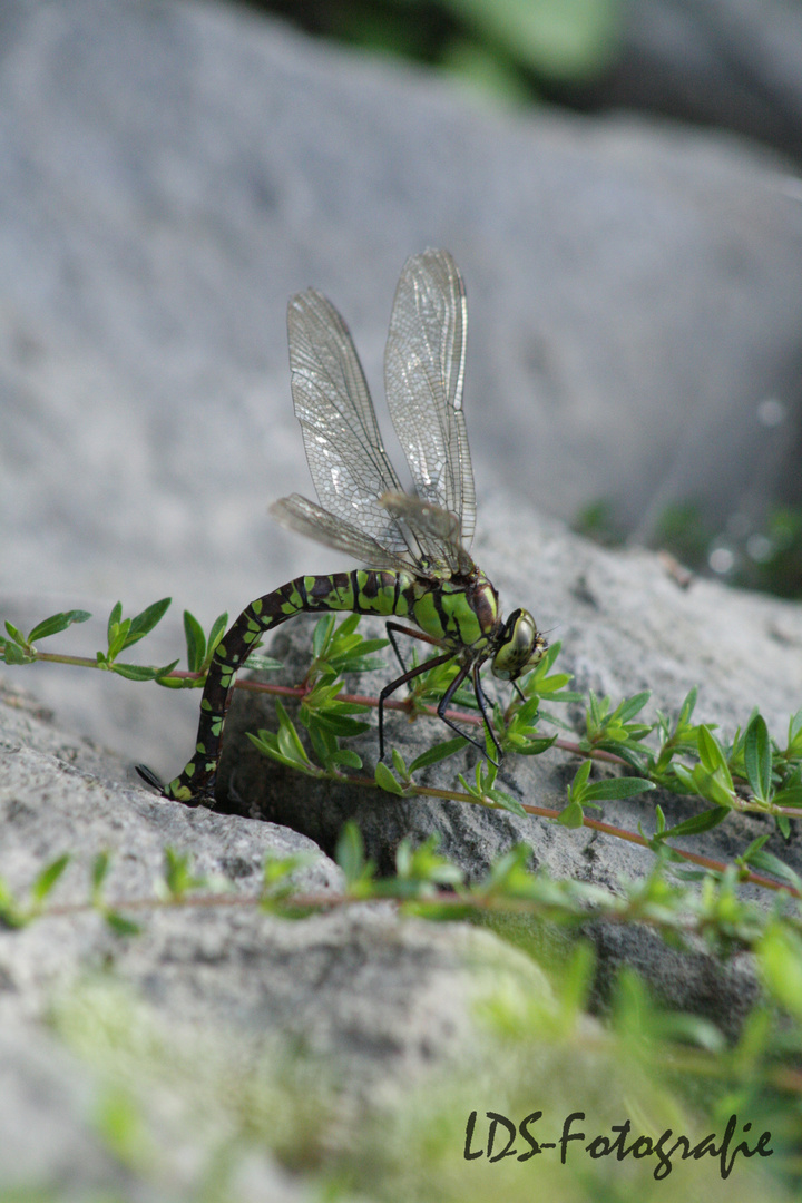 Libelle