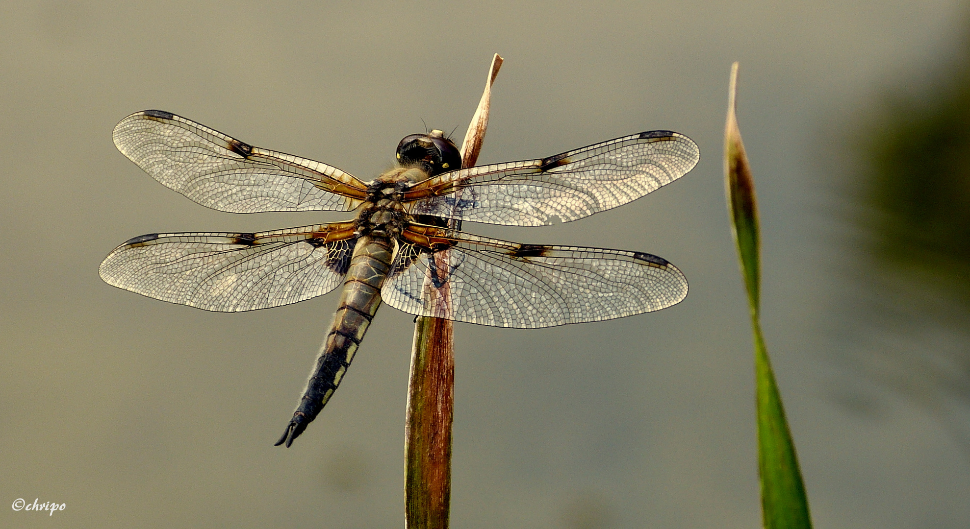 LIBELLE