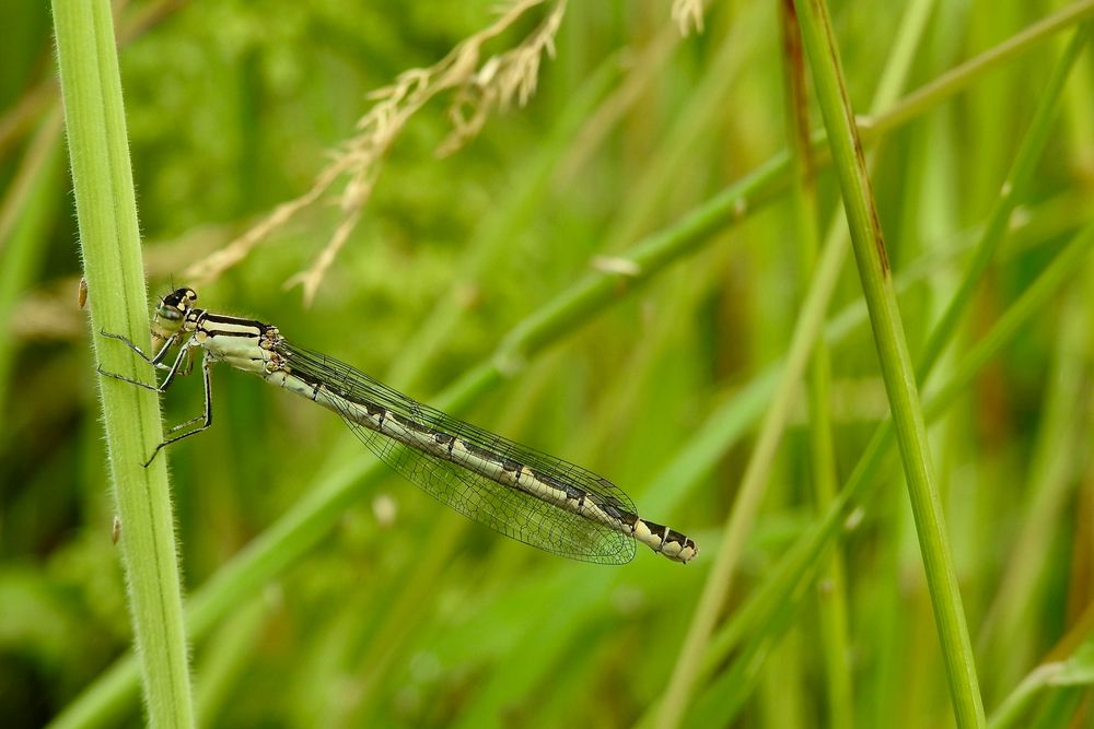 Libelle...