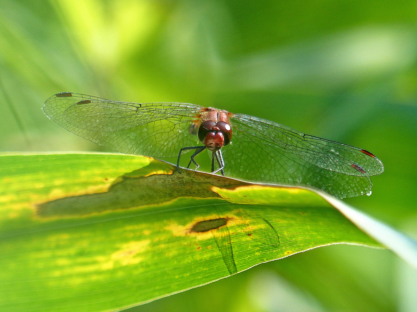 Libelle