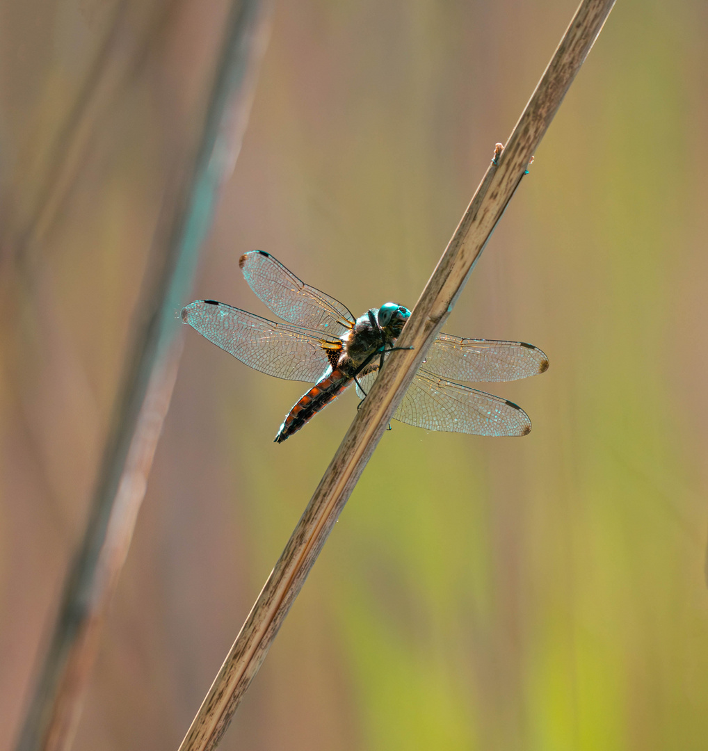 Libelle