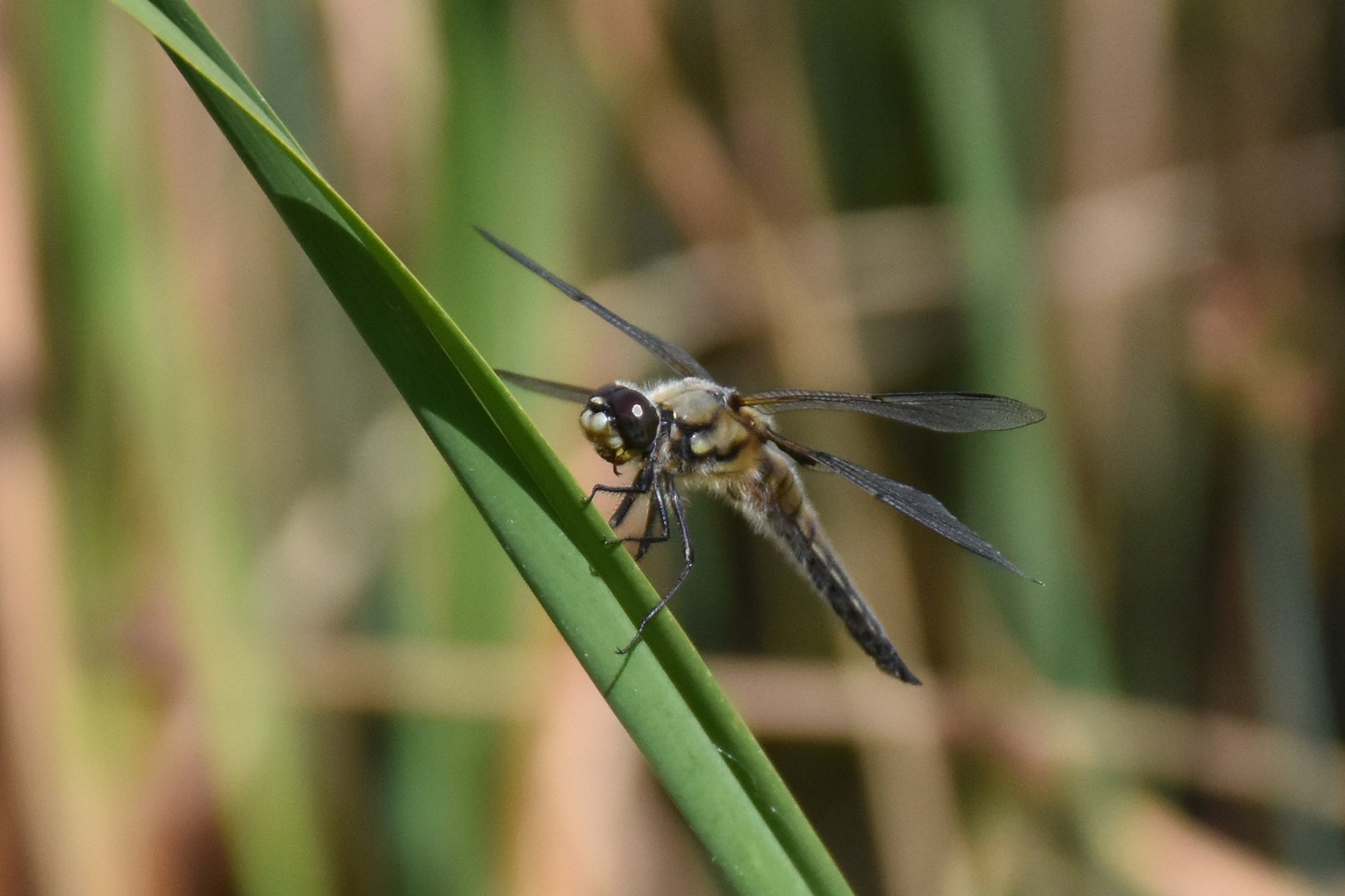 Libelle