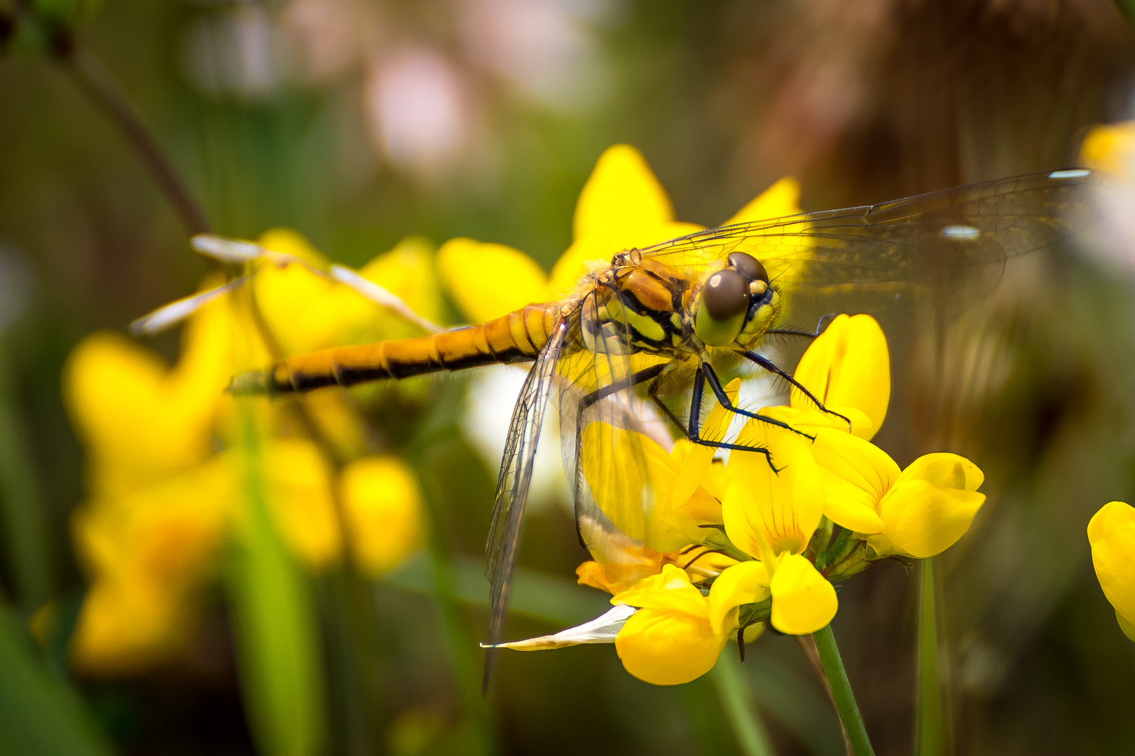 Libelle