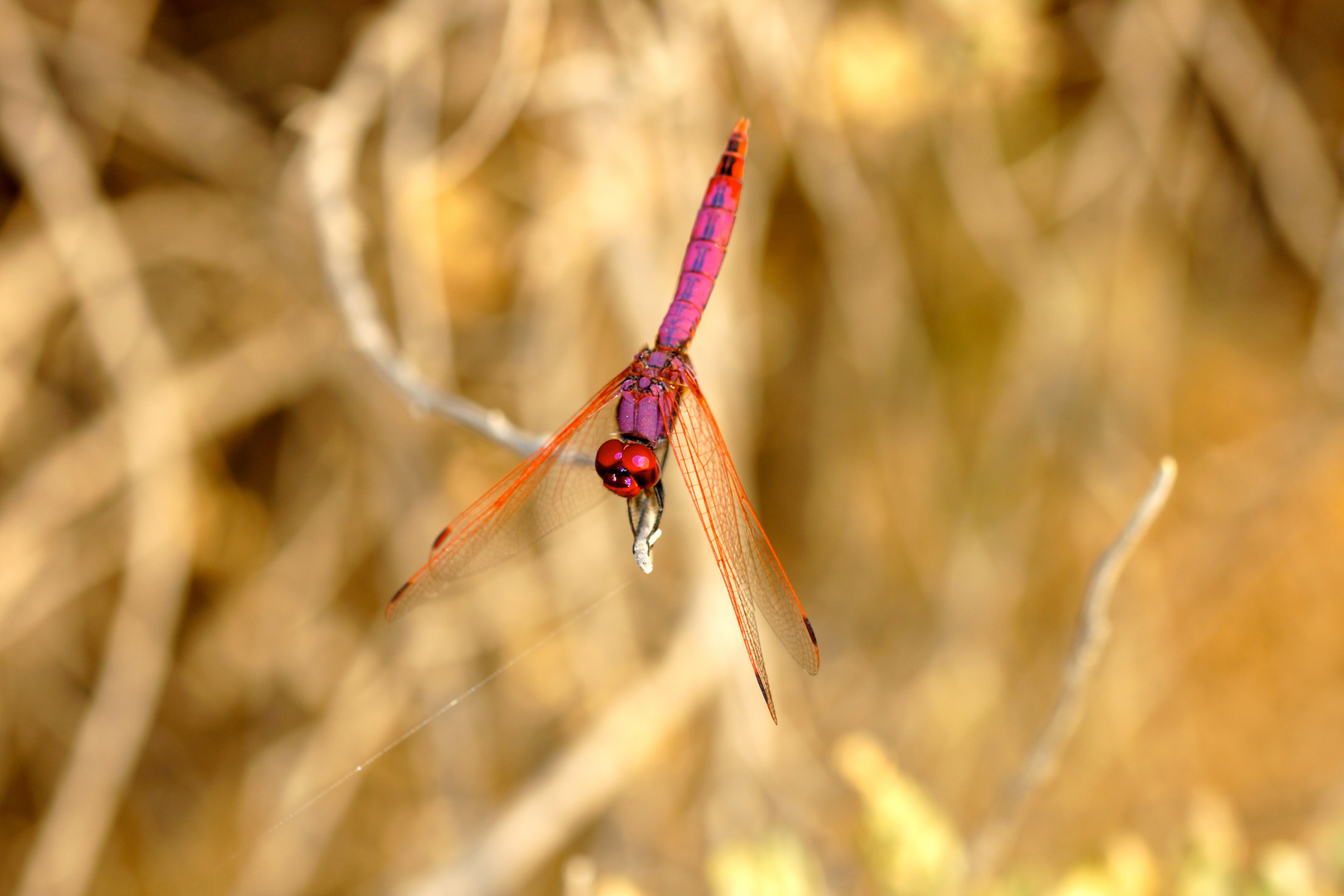 Libelle