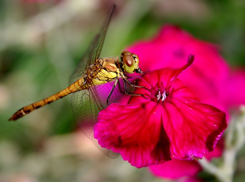 Libelle bearbeitet 1 Versuch