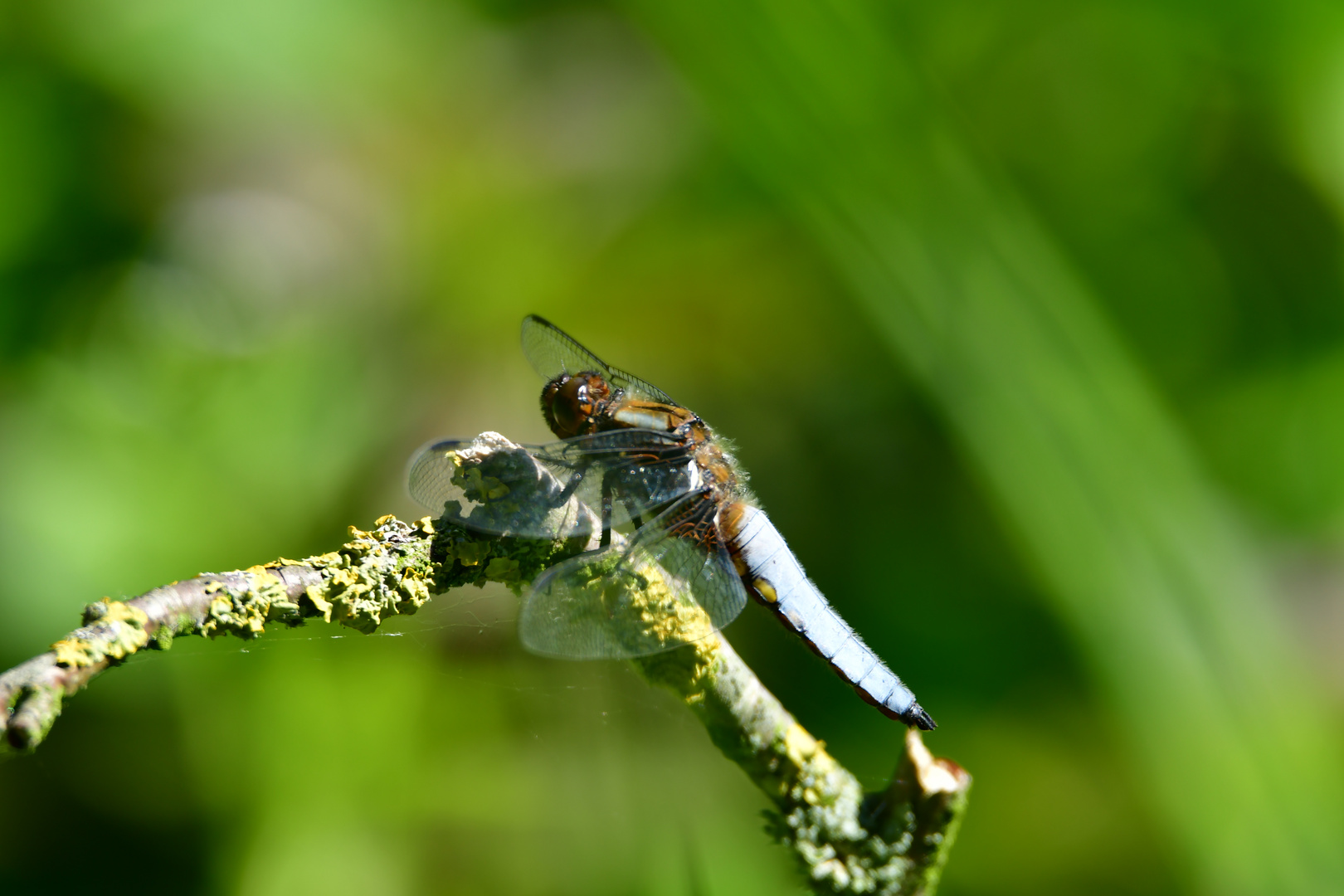 Libelle