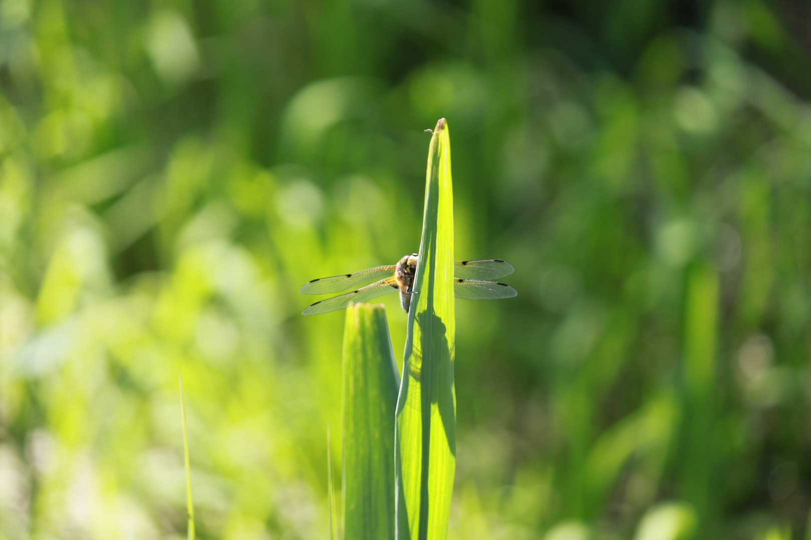 Libelle begrüßt den Frühling