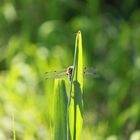 Libelle begrüßt den Frühling