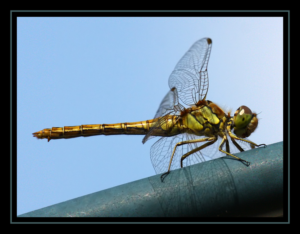 Libelle bei 400mm