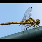 Libelle bei 400mm