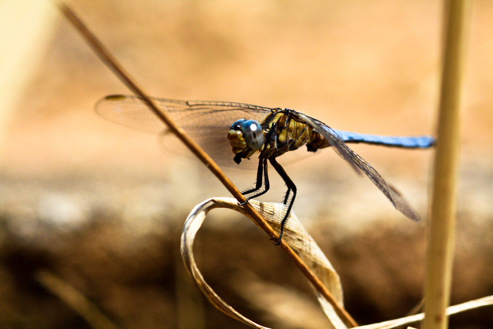 Libelle bei Alghero