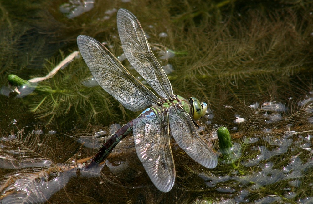 ..libelle bei d. eiablage..