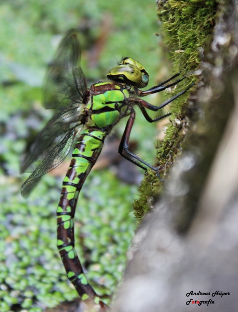 Libelle bei der Ei-ablage