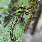 Libelle bei der Ei-ablage