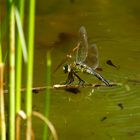 Libelle bei der Eiablage